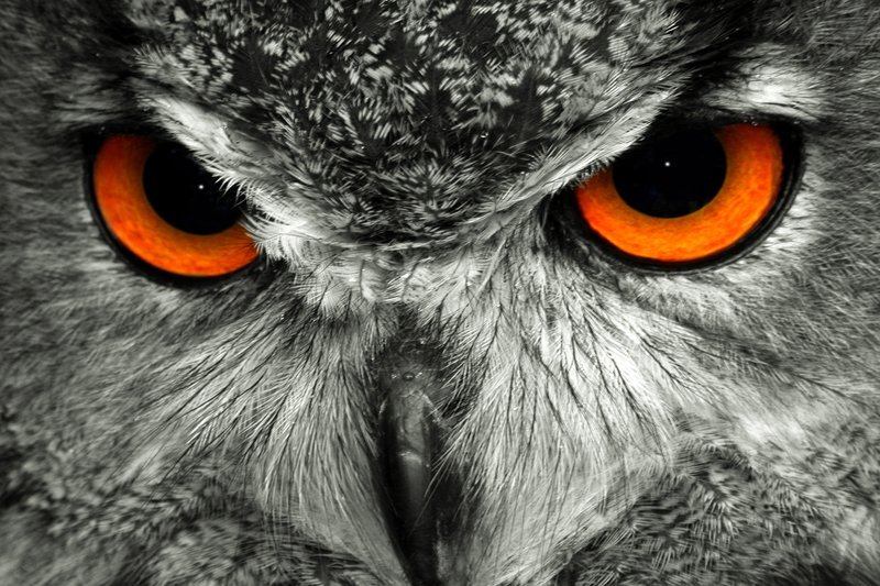 Eagle Owl
