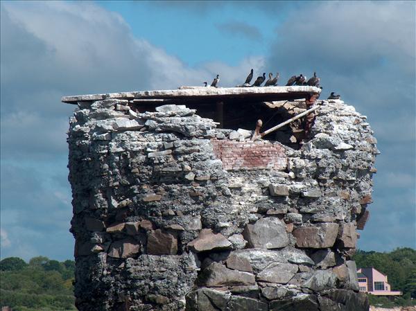 Whale Rock IV