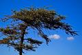 Windblown
