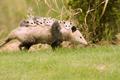 Possum