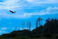 Lone Eagle