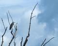 Blue Heron