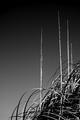 Lines