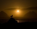 Seagull on Sand Castle