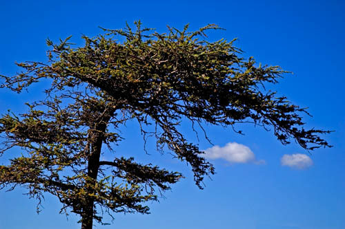 Windblown