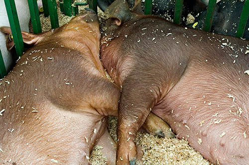 Ham Lovers