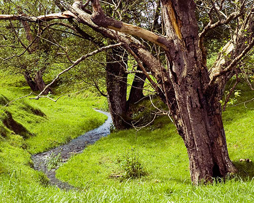 Picnic Spot
