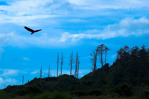 Lone Eagle
