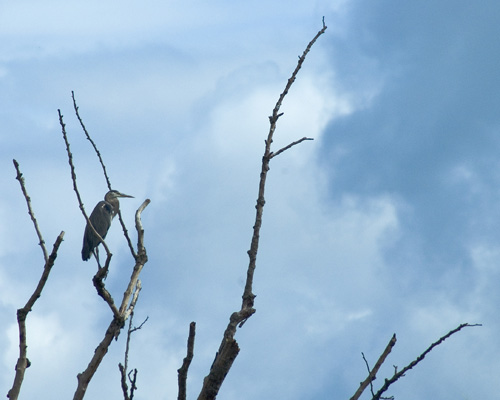 Blue Heron