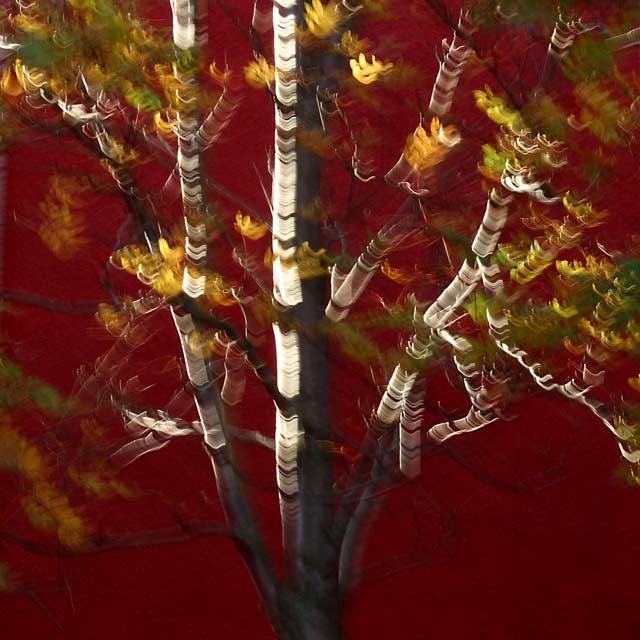 Autumn Rays