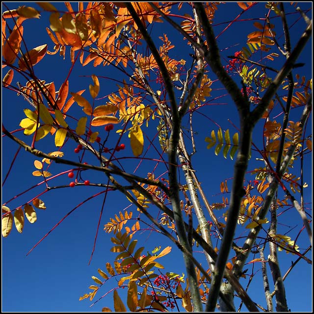 autumn leaves