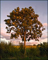 Sunlit-Tree.jpg