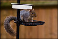 Squirrel-Table.jpg
