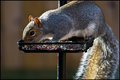 Squirrel.jpg