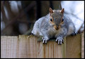 Squirrel-2.jpg
