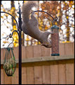 Balancing-Act.jpg