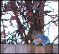 Sitting-on-the-fence.jpg