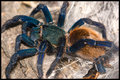 Itsy-bitsy-spider.jpg