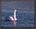 whooper-swan.jpg