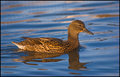 Female-Duck.jpg
