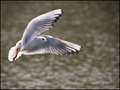 gull.jpg
