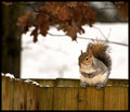 sitting-on-the-fence.jpg