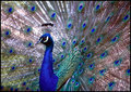 peacock.jpg