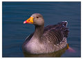 just-a-goose.jpg