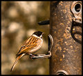 male-reed-bunting.jpg