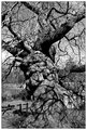 the-old-gnarled-tree