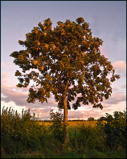 Sunlit-Tree.jpg