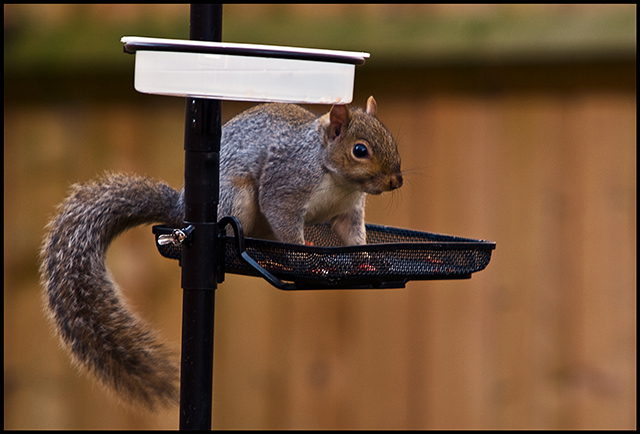 Squirrel-Table.jpg