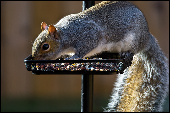 Squirrel.jpg