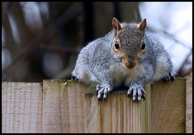 Squirrel-2.jpg