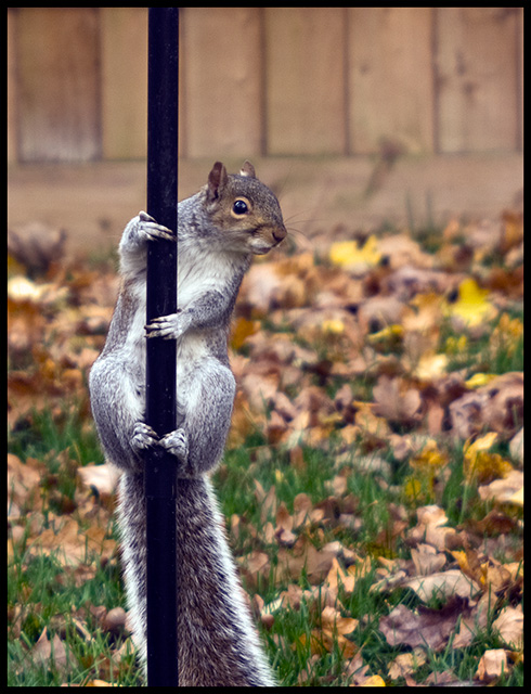 Pole-Dancer.jpg