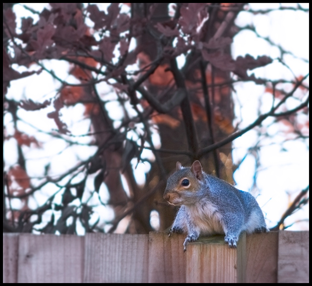 Sitting-on-the-fence.jpg