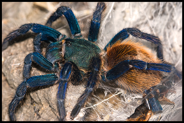 Itsy-bitsy-spider.jpg