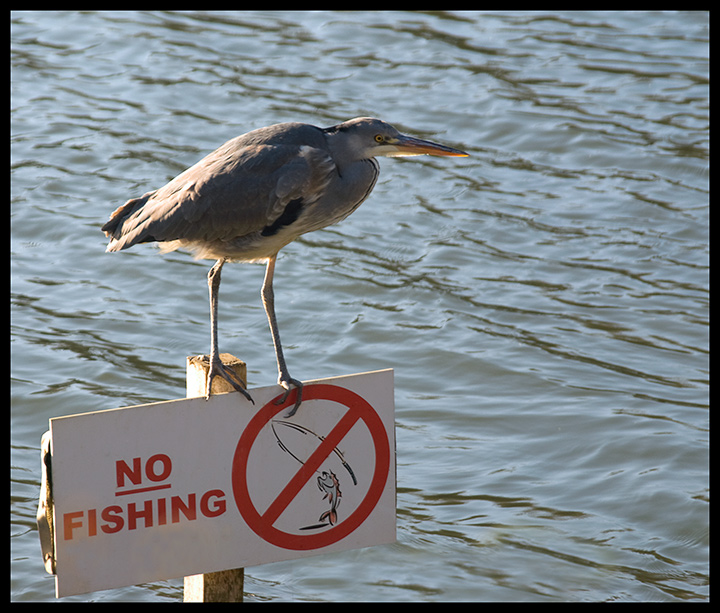 What-Sign.jpg