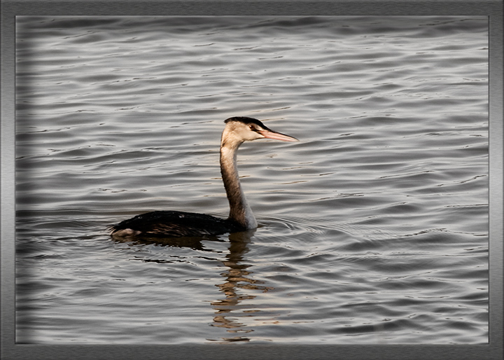 Grebe.jpg