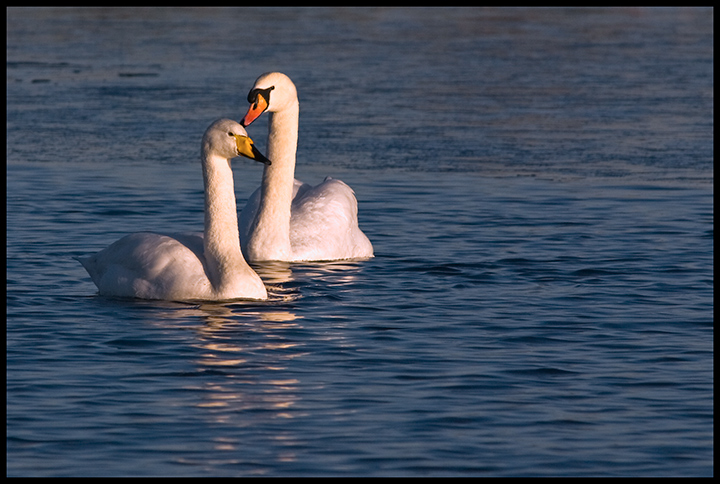 the-odd-couple.jpg