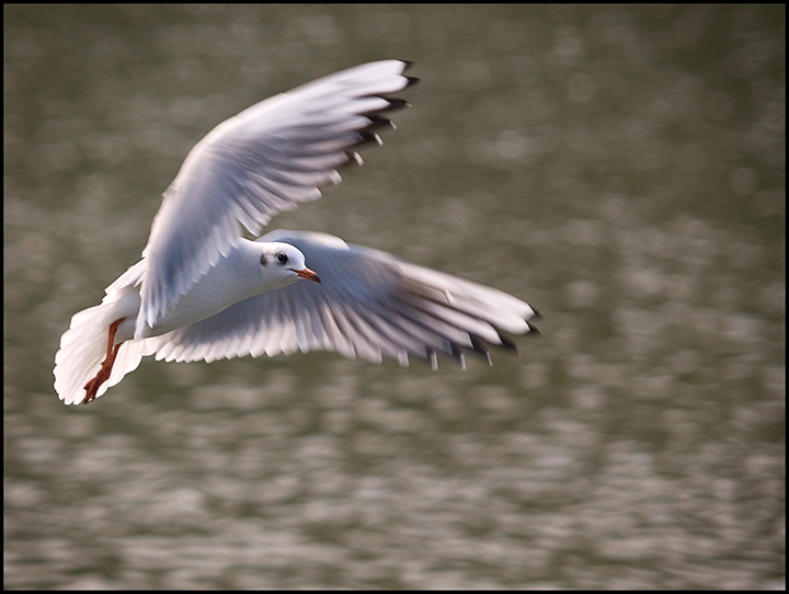 gull.jpg