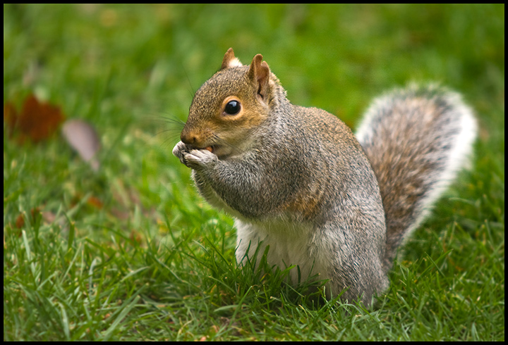 peanut.jpg