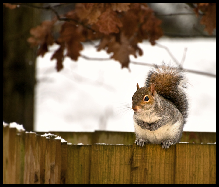 sitting-on-the-fence.jpg