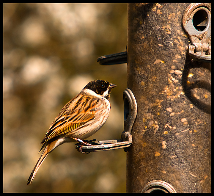 male-reed-bunting.jpg
