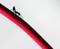 Ant