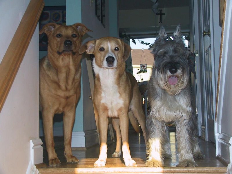 3musketeers.jpg