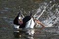 Goldeneye Display