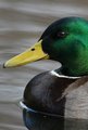 Mallard Curves
