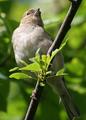 Finch in Green