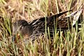 Nesting
